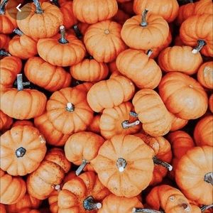 Meet your Posher, Chloey